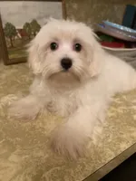 Ghost “BUSTER”, a male Maltese and Morkie for sale in Abbeville, LA – 4 of 7