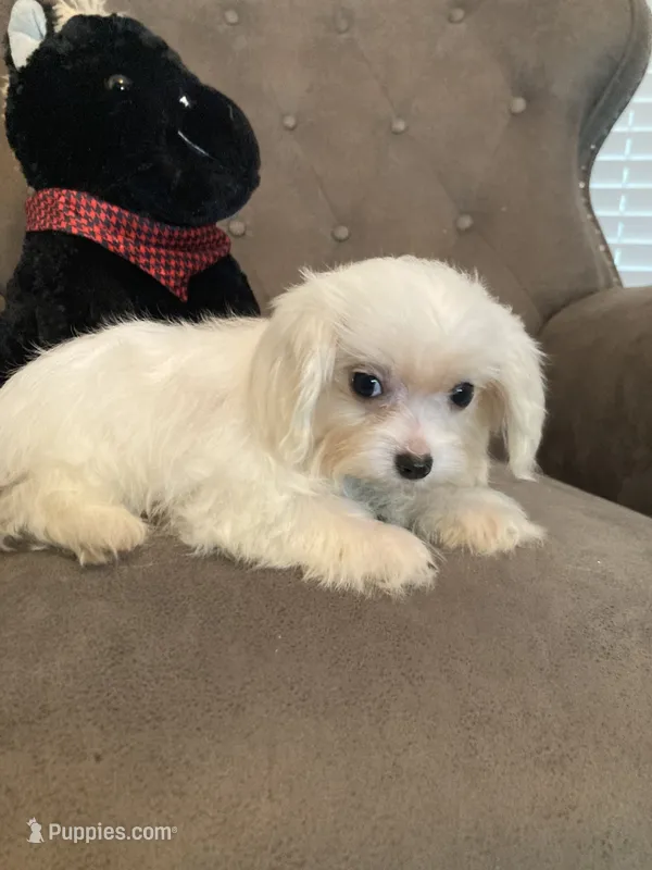 Casper  – Maltese, Morkie puppy for sale in Abbeville, LA