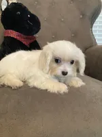 Casper , a male Maltese and Morkie for sale in Abbeville, LA – 1 of 5