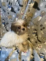 Mickey, a male Shih Tzu and Mal Shi for sale in Abbeville, LA – 6 of 9