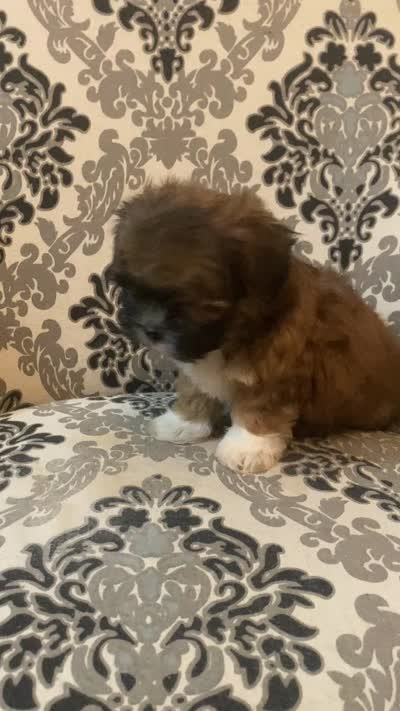 Rusty, a male Maltese for sale in Abbeville, LA – 6 of 6
