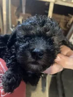 JET, a male Poodle - Toy  for sale in Abbeville, LA – 4 of 5