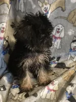 Pepper, a male Yorkshire Terrier and Morkie for sale in Abbeville, LA – 2 of 7