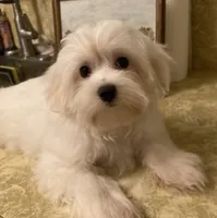 Ghost “BUSTER”, a male Maltese and Morkie for sale in Abbeville, LA – 3 of 7