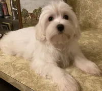 Ghost “BUSTER”, a male Maltese and Morkie for sale in Abbeville, LA – 2 of 7