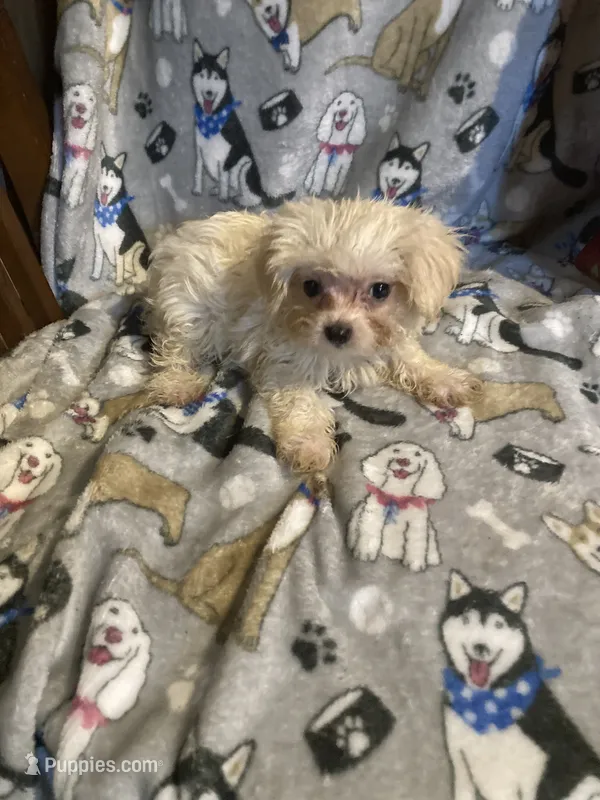 Casper  – Yorkshire Terrier, Morkie puppy for sale in Abbeville, LA