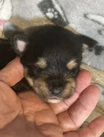 Meeka, a female Yorkshire Terrier and Morkie for sale in Abbeville, LA – 2 of 3