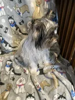 Jazzy, a female Yorkshire Terrier for sale in Abbeville, LA – 7 of 9