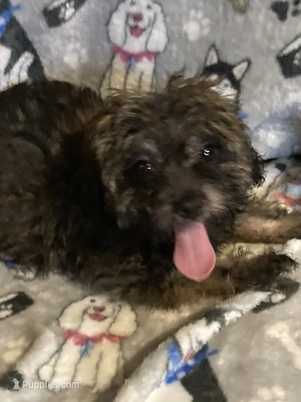 Manny – Yorkshire Terrier, Morkie puppy for sale in Abbeville, LA