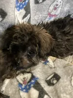 Copper, a male Morkie for sale in Abbeville, LA – 4 of 4