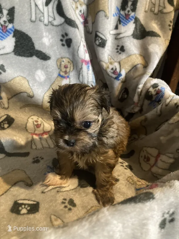 Rosie – Mal Shi puppy for sale in Abbeville, LA
