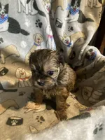 Rosie, a female Mal Shi for sale in Abbeville, LA – 4 of 4