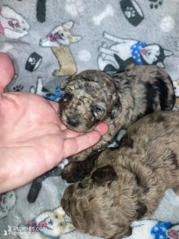 Merla – Goldendoodle, Poodle - Toy  puppy for sale in Abbeville, LA
