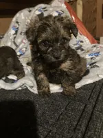 Copper, a male Maltese and Morkie for sale in Abbeville, LA – 4 of 4