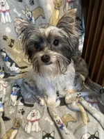 Jazzy, a female Yorkshire Terrier for sale in Abbeville, LA – 1 of 9