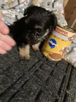 Pepper, a male Yorkshire Terrier and Morkie for sale in Abbeville, LA – 2 of 4