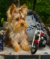 Jazzy, a female Yorkshire Terrier for sale in Abbeville, LA – 7 of 7