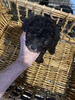 JET, a male Poodle - Toy  for sale in Abbeville, LA – 2 of 5