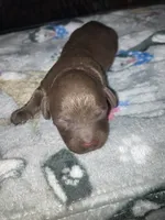 Rocky, a male Goldendoodle and Poodle - Toy  for sale in Abbeville, LA – 3 of 8