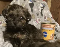 Manny, a male Yorkshire Terrier and Morkie for sale in Abbeville, LA – 1 of 1