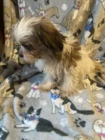 Mickey, a male Shih Tzu and Mal Shi for sale in Abbeville, LA – 3 of 9