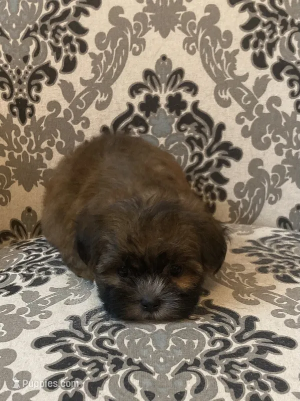 Rusty – Maltese puppy for sale in Abbeville, LA