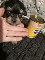 Sammy, a male Yorkshire Terrier and Morkie for sale in Abbeville, LA – 2 of 2