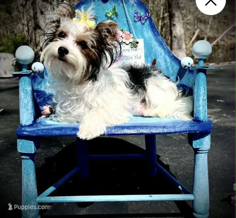 Jazzy – Yorkshire Terrier puppy for sale in Abbeville, LA