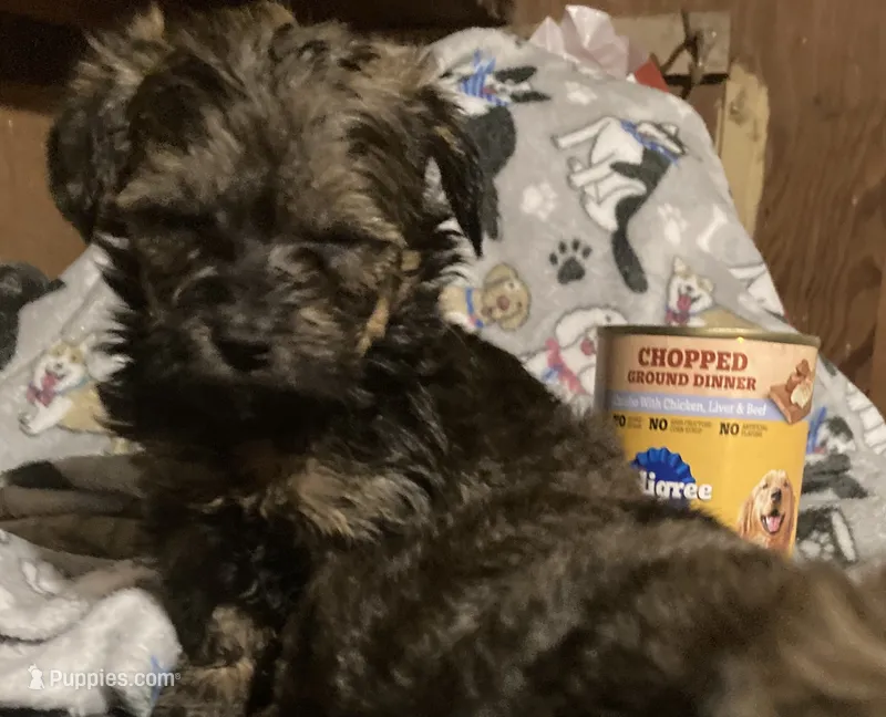 Copper – Maltese, Morkie puppy for sale in Abbeville, LA