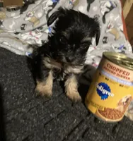 Pepper, a male Yorkshire Terrier and Morkie for sale in Abbeville, LA – 1 of 4