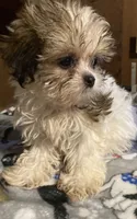 Mickey, a male Maltese and Mal Shi for sale in Abbeville, LA – 2 of 5