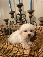 processed/1b376c8a-4bf8-478d-bfc6-231d700ac507/listing/9bf19321-eb2d-46e4-bd78-a61f6e2819bc/6c93f762-8941-4c89-a9f4-be2751b5b2ec