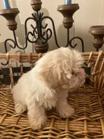 processed/1b376c8a-4bf8-478d-bfc6-231d700ac507/listing/9bf19321-eb2d-46e4-bd78-a61f6e2819bc/97e726b8-b012-462f-bdf2-f672f0e906f4