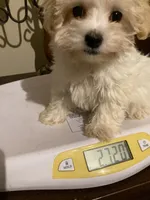 processed/1b376c8a-4bf8-478d-bfc6-231d700ac507/listing/9bf19321-eb2d-46e4-bd78-a61f6e2819bc/c34ff2ad-faab-4f39-9d29-0b5ddafdbf36