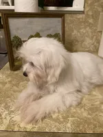 Ghost “BUSTER”, a male Maltese and Morkie for sale in Abbeville, LA – 7 of 7