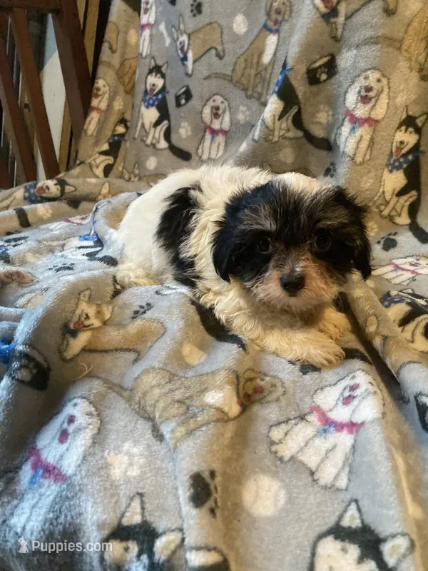 Sparky – Maltese, Morkie puppy for sale in Abbeville, LA