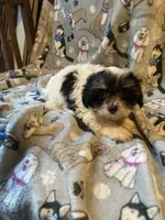 Sparky, a male Maltese and Morkie for sale in Abbeville, LA – 1 of 5