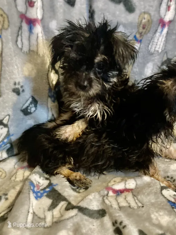Pepper – Yorkshire Terrier, Morkie puppy for sale in Abbeville, LA