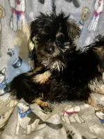 Pepper, a male Yorkshire Terrier and Morkie for sale in Abbeville, LA – 1 of 7