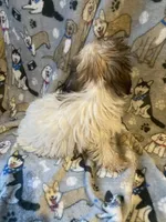 Mickey, a male Shih Tzu and Mal Shi for sale in Abbeville, LA – 5 of 9