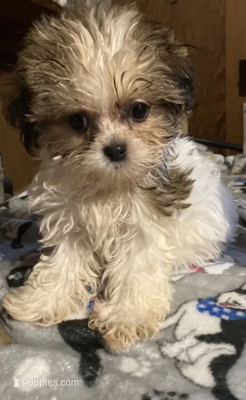 Mickey – Maltese, Mal Shi puppy for sale in Abbeville, LA