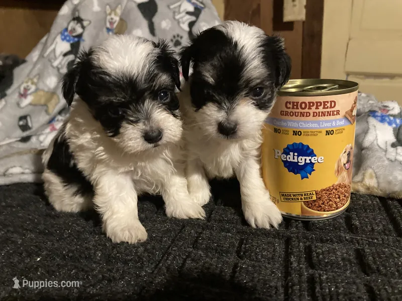 Sparky – Maltese, Morkie puppy for sale in Abbeville, LA