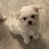 TeesieHOLD, a female Maltese for sale in Abbeville, LA – Photo 1 of 4