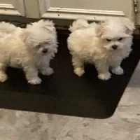 TeesieHOLD, a female Maltese for sale in Abbeville, LA – Photo 3 of 4