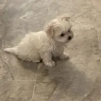 TeesieHOLD, a female Maltese for sale in Abbeville, LA – Photo 2 of 4