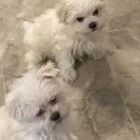 TeesieHOLD, a female Maltese for sale in Abbeville, LA – Photo 4 of 4