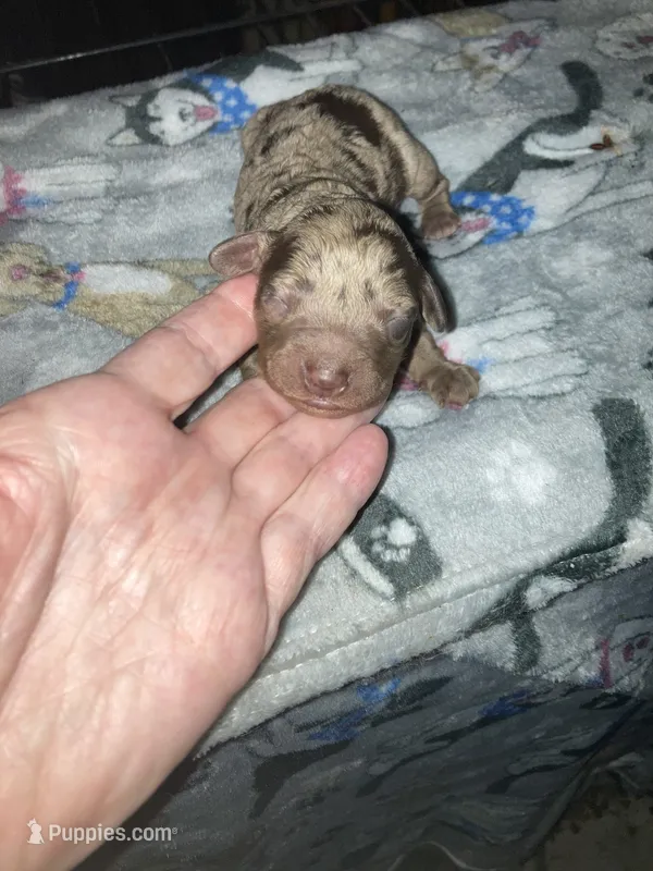 Merlin – Poodle - Toy , Miniature Goldendoodle puppy for sale in Abbeville, LA