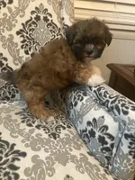 Rusty, a male Maltese for sale in Abbeville, LA – 2 of 6