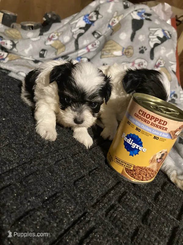 Sparky – Maltese, Morkie puppy for sale in Abbeville, LA