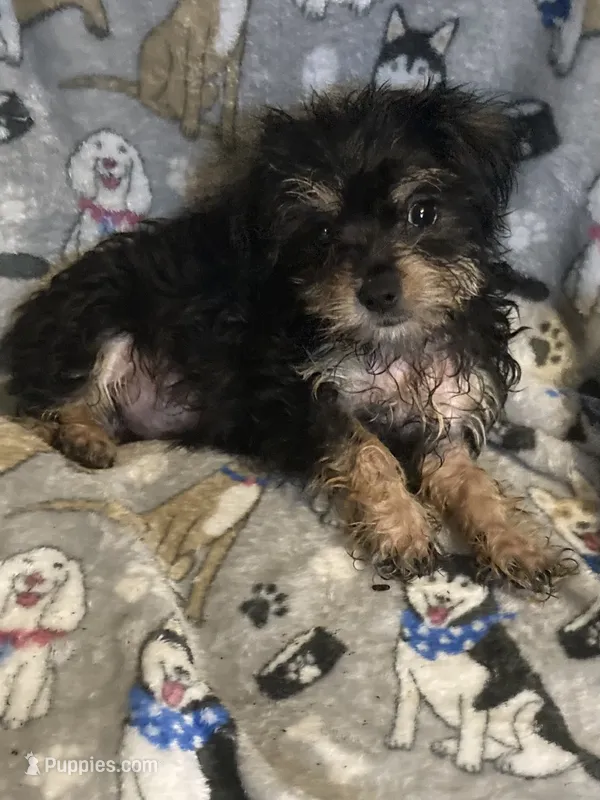 Sammy – Yorkshire Terrier, Morkie puppy for sale in Abbeville, LA